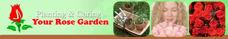 Planting Caring For Your Rose Garden