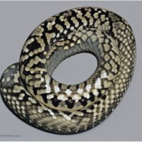 Python Prodigy Elite Freelance Services
